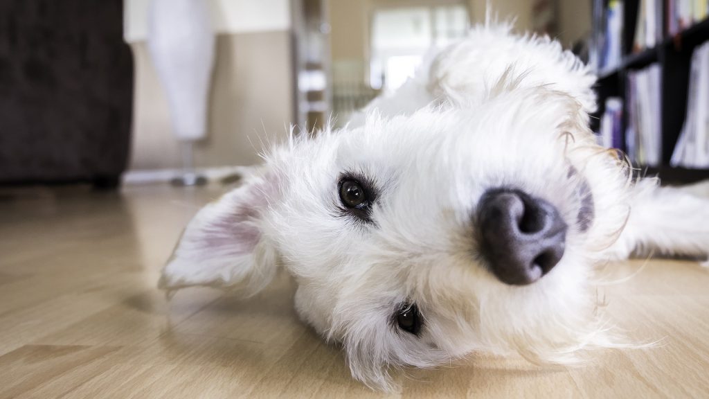 קחו נשימה טיפים לניקיון יעיל לבית שיש בו כלב.